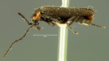 Media type: image;   Entomology 3391 Aspect: habitus lateral view